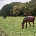 Os cavalos aposentados de Hokaido