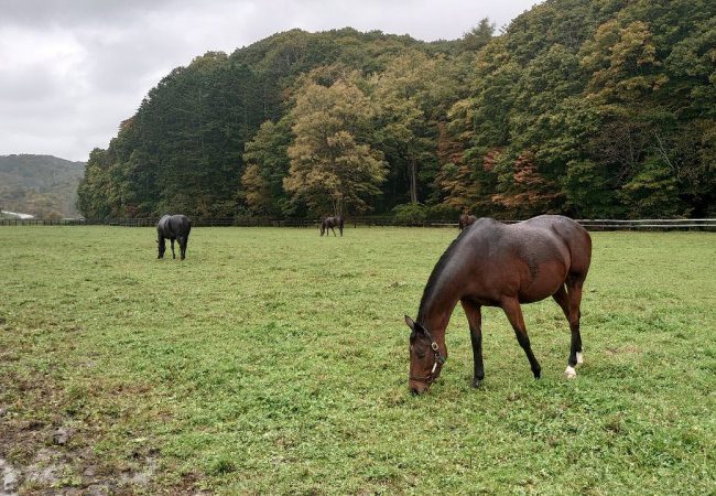 Os cavalos aposentados de Hokaido